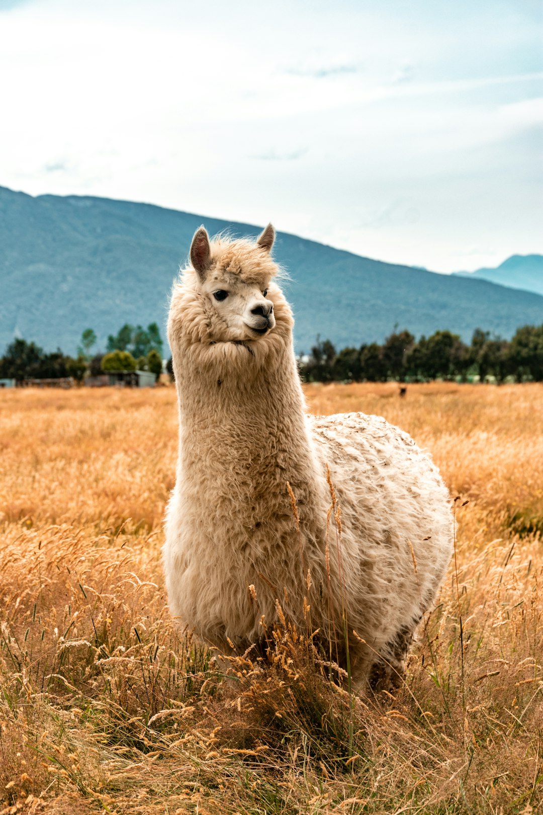 Discovering the Wonderful World of Alpacas